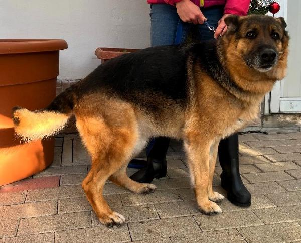 FEDE BELLISSIMA PASTORE TEDESCO Foto 2